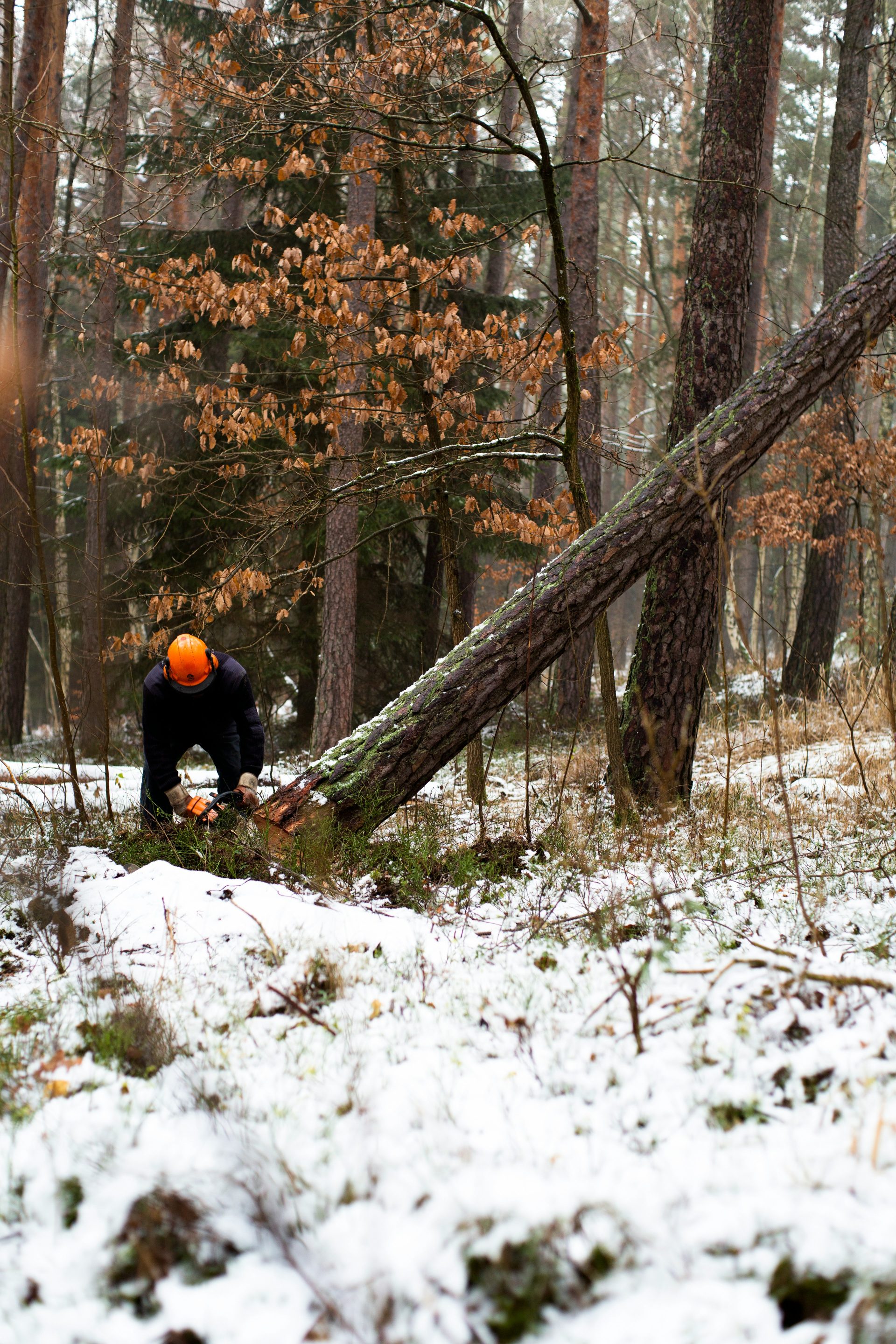 un homme coupe un arbre brun pendant la journée