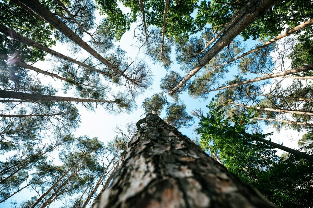 photographie en contre-plongée d'arbres verts pendant la journée